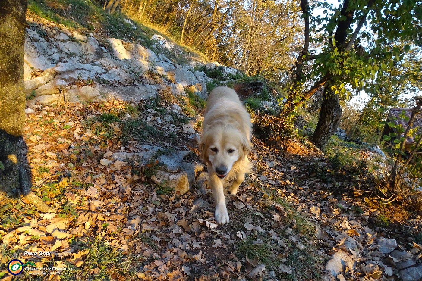 83 Il cane della baita mi segue.JPG